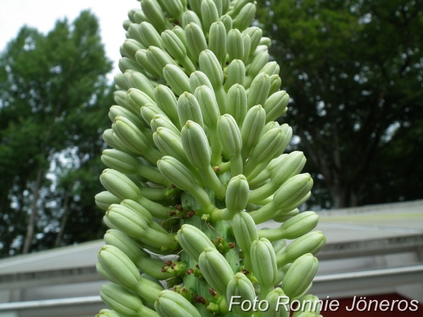 Agave viktoria regina